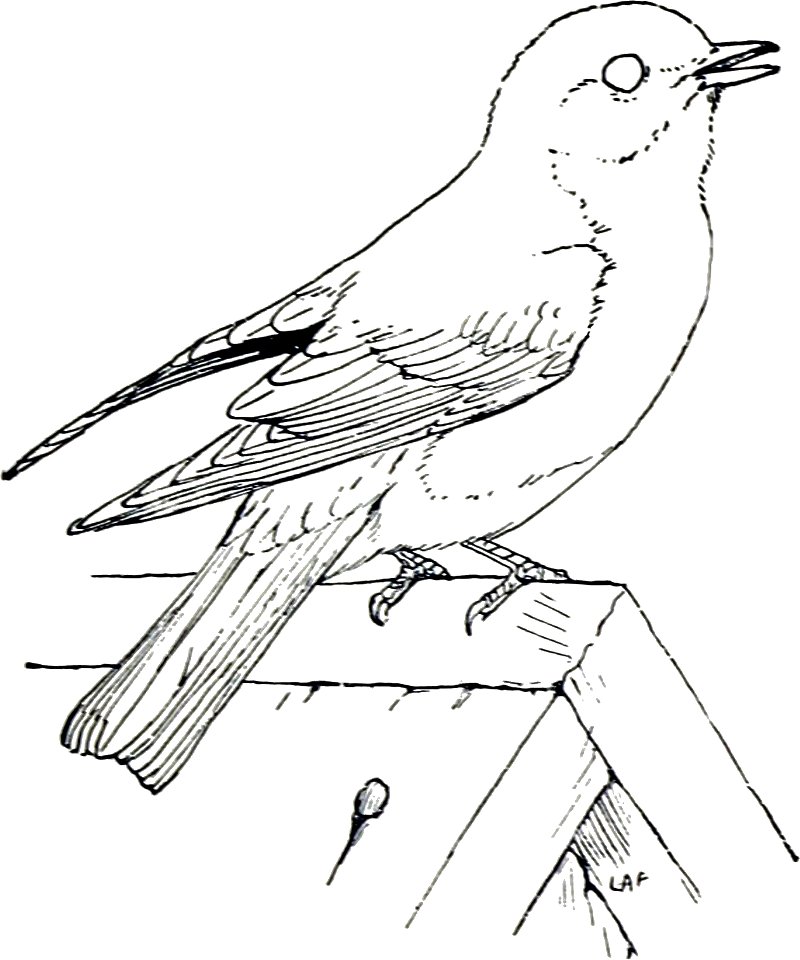 Bluebird-MBS 14