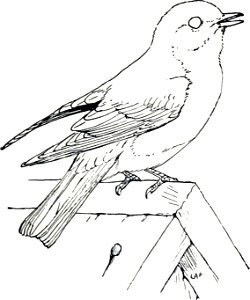 Bluebird-MBS 14