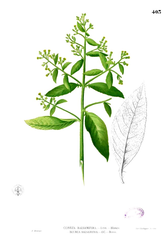 Blumea balsamifera Blanco2.403