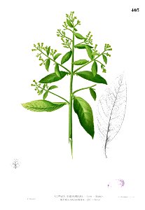 Blumea balsamifera Blanco2.403