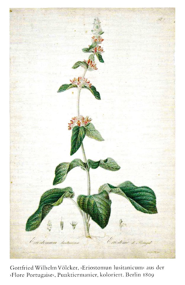 Blumen-Vorlage-P9
