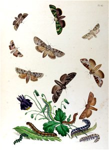 BMAT1-40