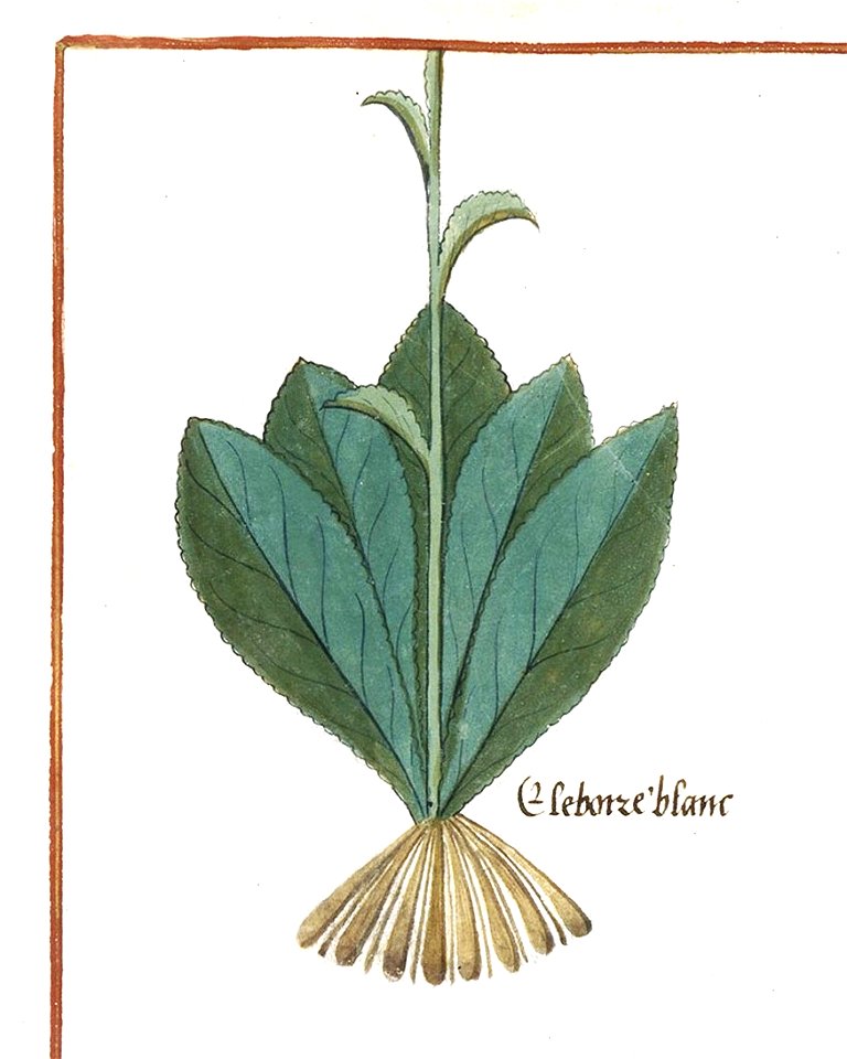 BnF Français 12322, f.156v (detail)