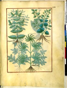 BnF Français 12322, f.156r