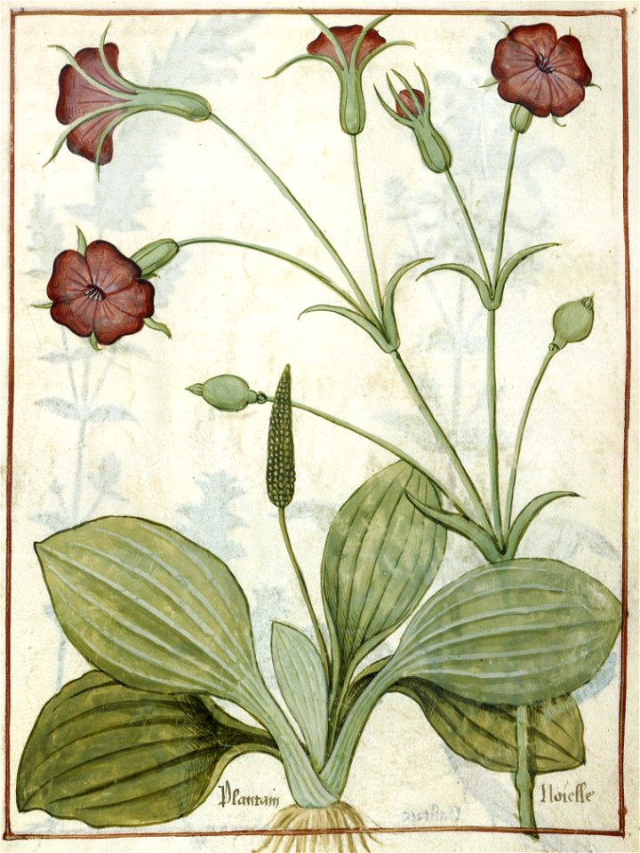 BnF Français 12322, f.169r (cropped)