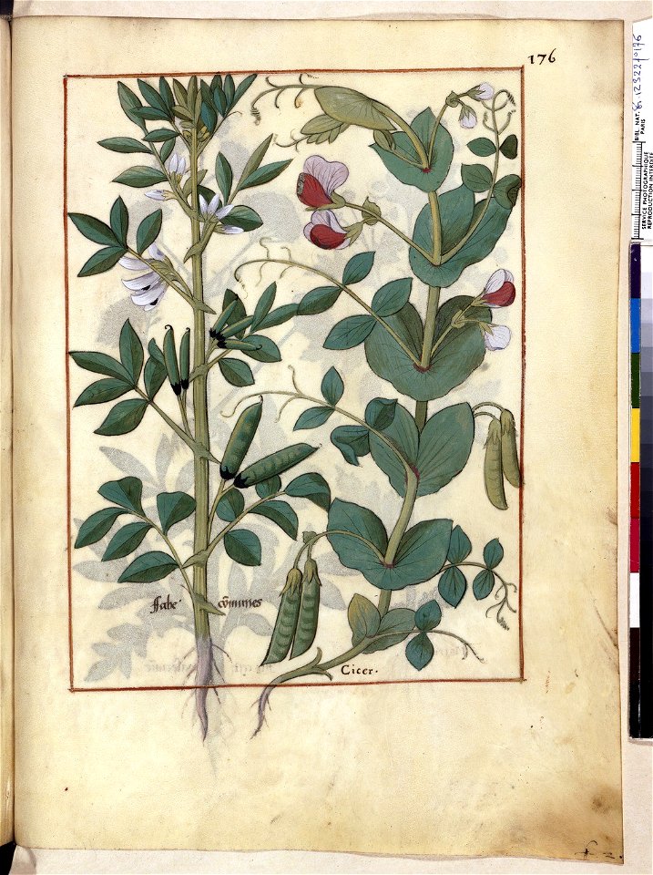 BnF Français 12322, f.176r