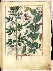 BnF Français 12322, f.176r