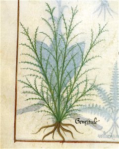 BnF Français 12322, f.182v (detail)