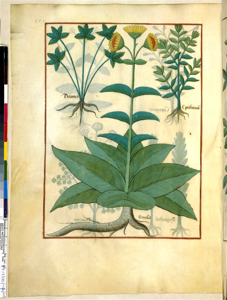 BnF Français 12322, f.175v