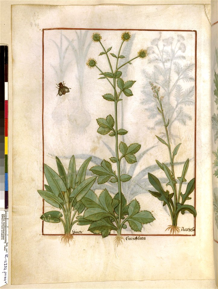 BnF Français 12322, f.144v