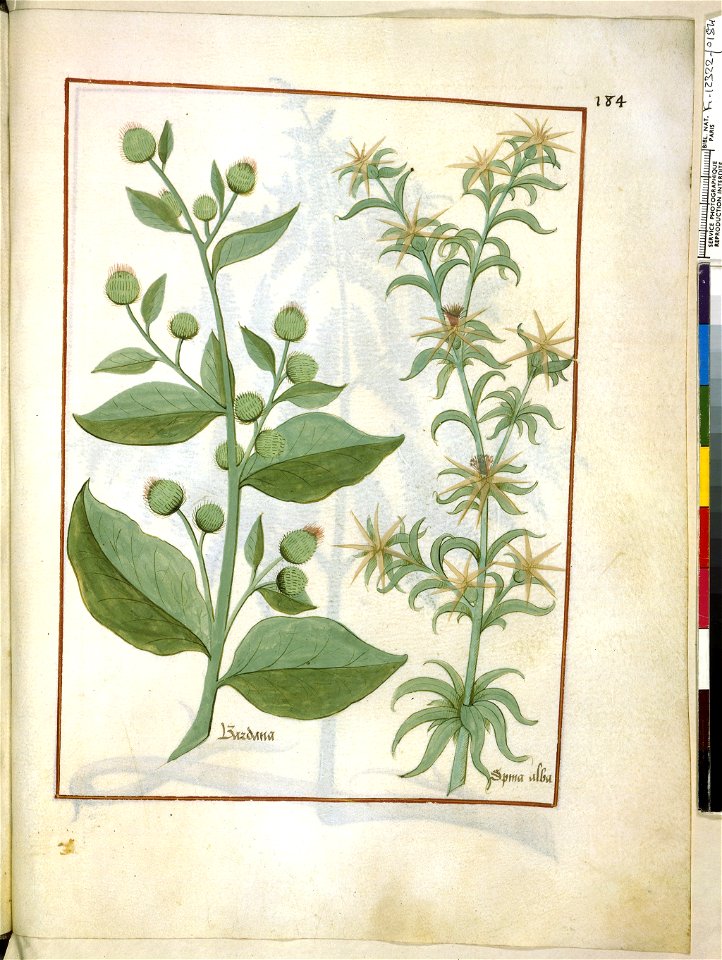 BnF Français 12322, f.184r