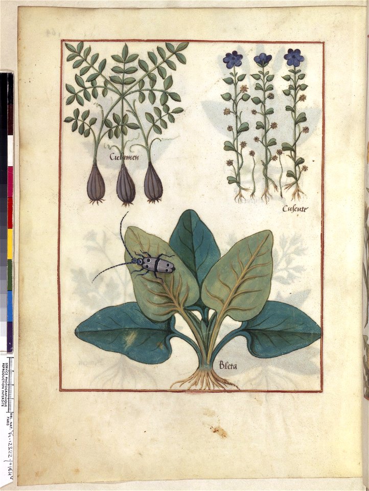 BnF Français 12322, f.164v
