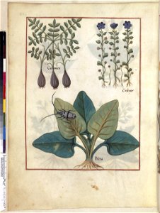 BnF Français 12322, f.164v