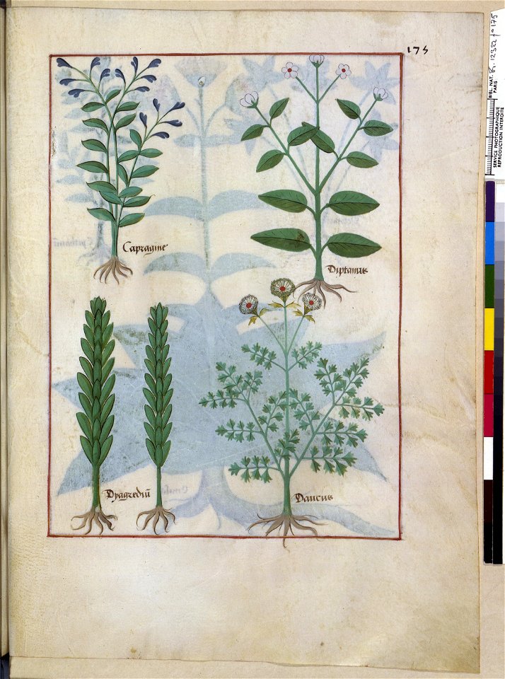 BnF Français 12322, f.175r
