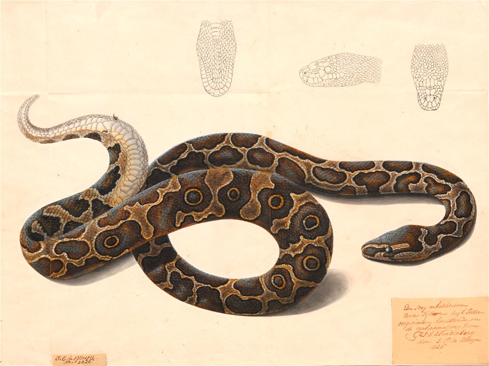 Boa Iconographia Zoologica