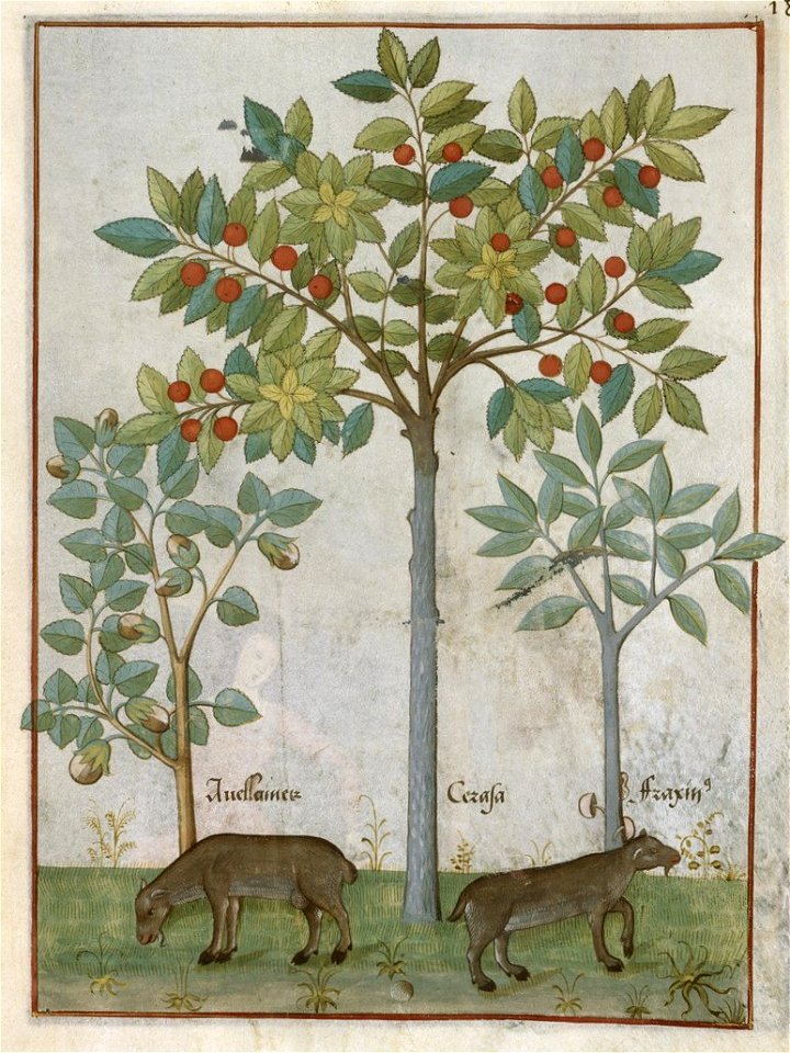 BnF Français 12322, f.187r (cropped)