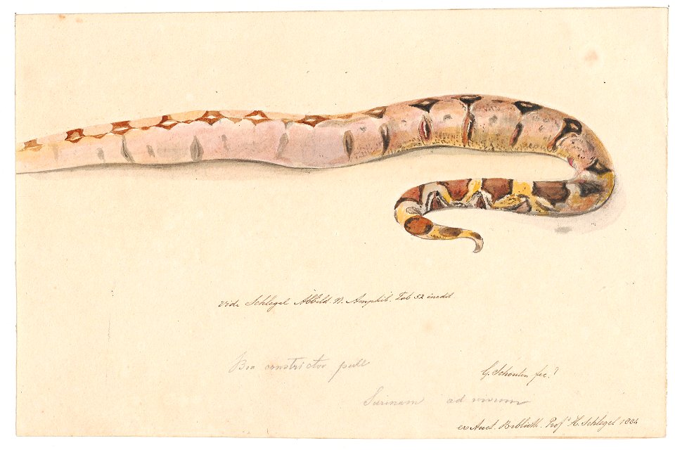 Boa constrictor - zonder kop - 1800-1839 - Print - Iconographia Zoologica - Special Collections University of Amsterdam - UBA01 IZAA100153