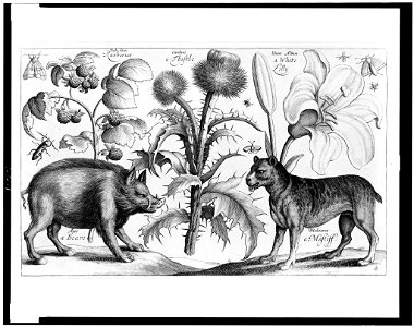 Boar, mastiff, thistle, raspberries, lily, moths and insects LCCN93516909