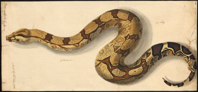 Boa constrictor - 1800-1839 - Print - Iconographia Zoologica - Special Collections University of Amsterdam - UBA01 IZAA100169