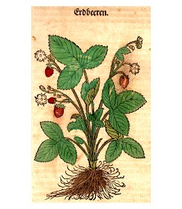 Bock Erdbeeren