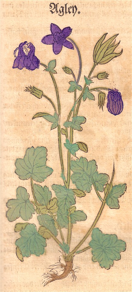 Bock Agley