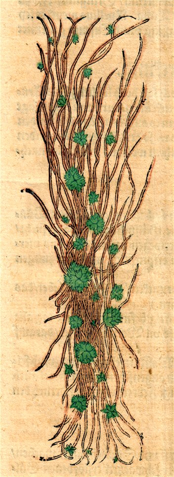 Bock Seiden