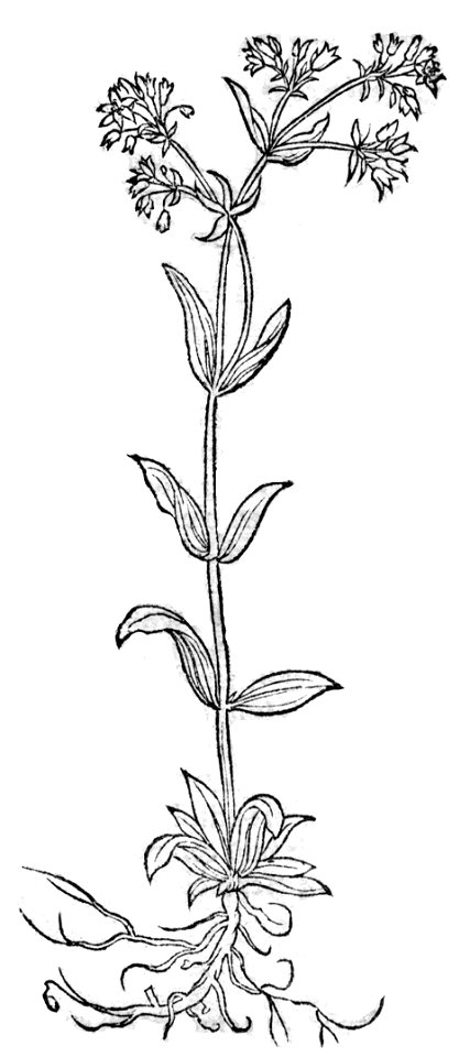 Bock Tausendgulden