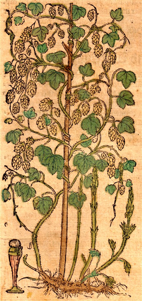 Bock Hopffen