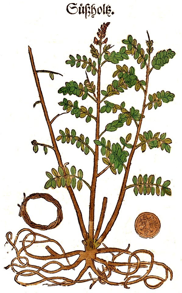 Bock Süßholtz