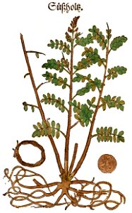 Bock Süßholtz