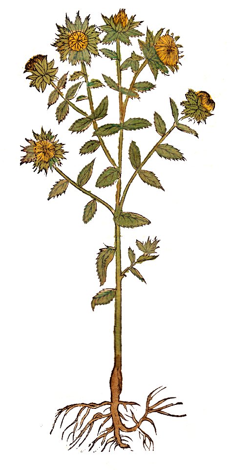 Bock Wilder Safran