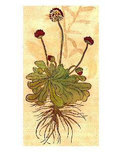 Bock 1546 Maßlieben