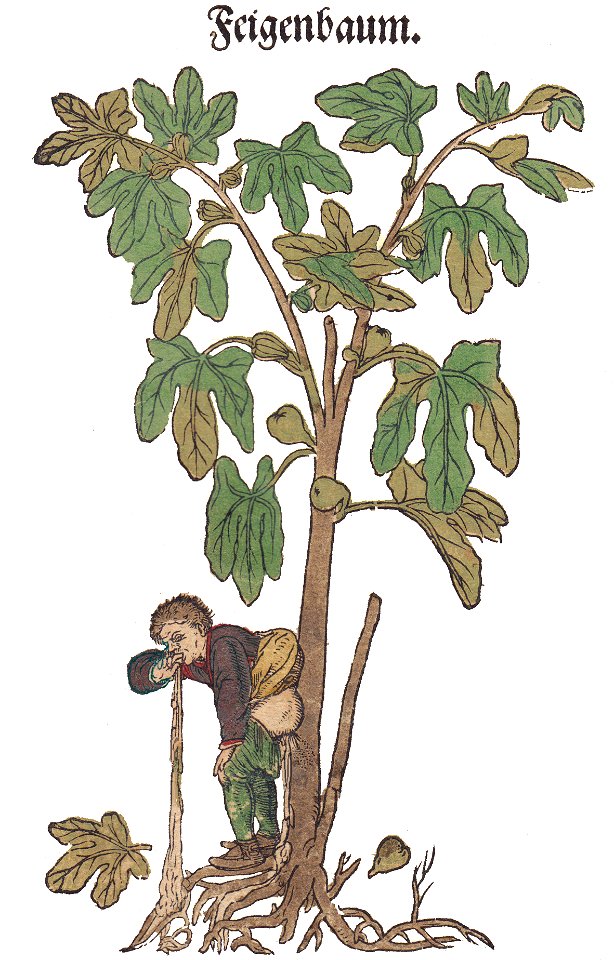 Bock 1546 Feigen