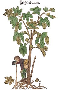 Bock 1546 Feigen