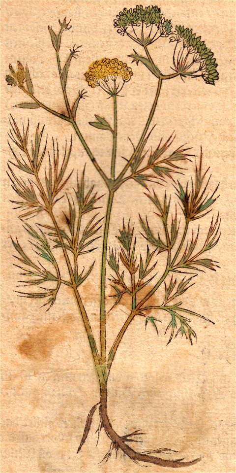 Bock Fenchel