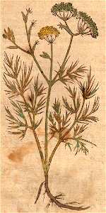 Bock Fenchel