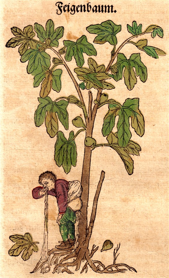 Bock Feigen