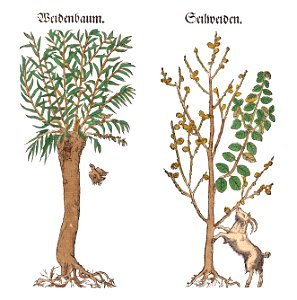 Bock Weiden 1549