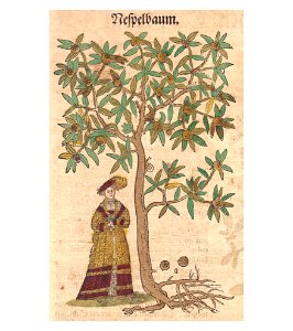 Bock Nespelbaum