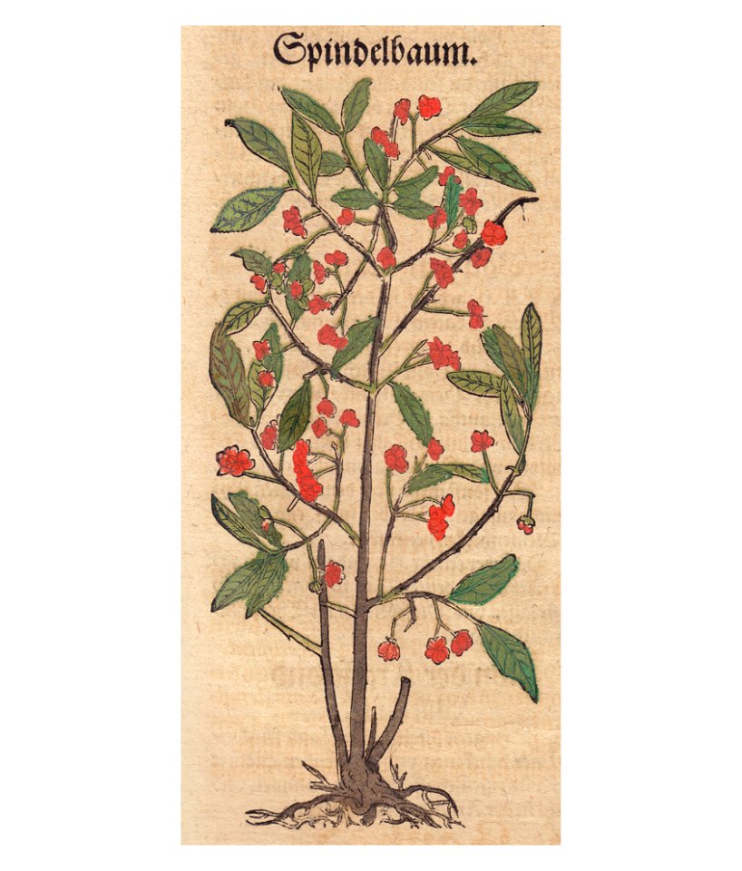 Bock Spindelbaum