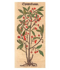 Bock Spindelbaum