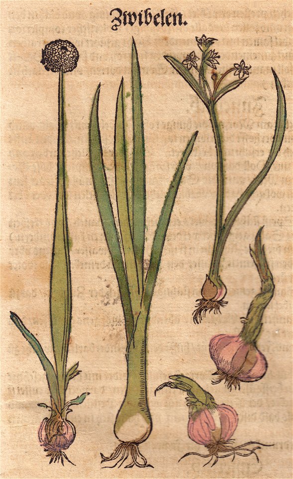 Bock Zwibelen