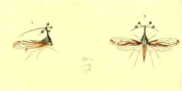 Bocydium tintinnabuliferum 1831