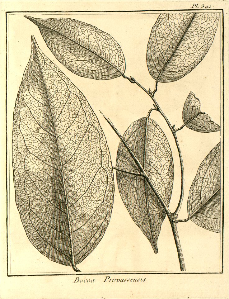 Bocoa prouacensis Aublet 1775 pl 391