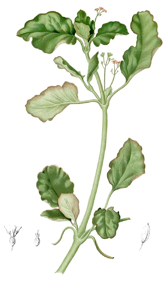 Boerhaavia diffusa Blanco1.93-cropped