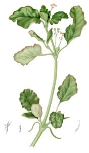 Boerhaavia diffusa Blanco1.93-cropped