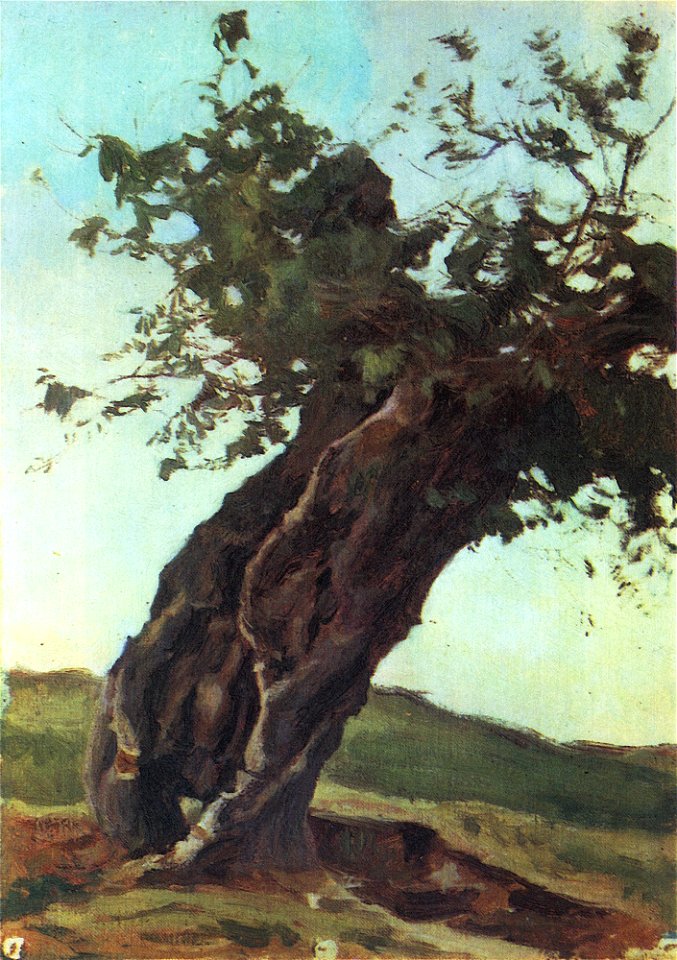 Bogaevsky Old Tree Trunk