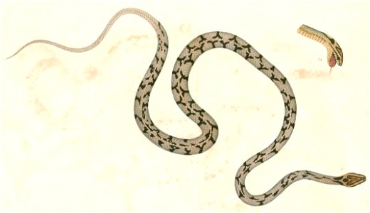Boiga gokool Hardwicke