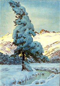 Carl-felber-012-bergtanne
