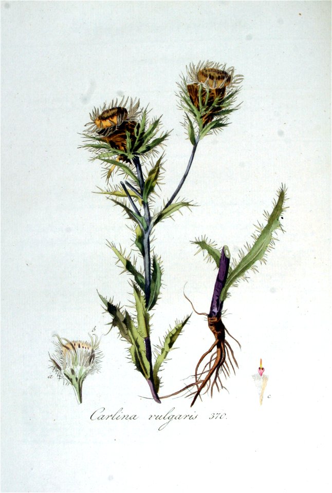 Carlina vulgaris — Flora Batava — Volume v5